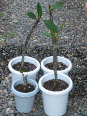 �v�������A�̐A���ւ���