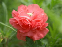 �q�i�Q�V�i���d�炫�j