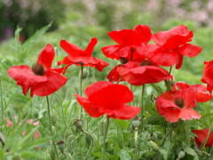 �I���G���^���|�s�[