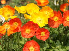 �A�C�X�����h�|�s�[