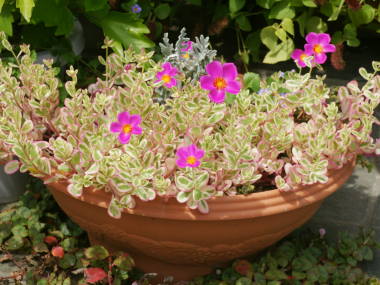 ������|�[�`�����J