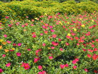 �|�[�`�����J�̃O�����h�J�o�[