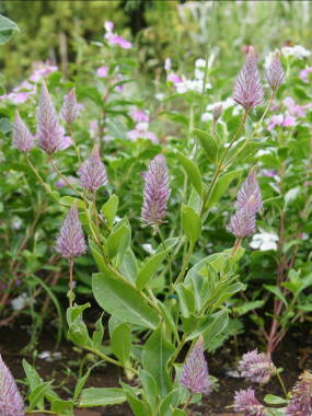 �v�`���[�^�X