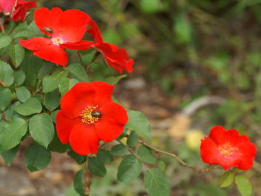 �o���i��d�炫�j