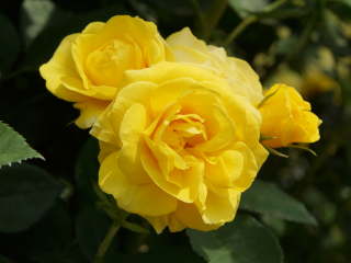 �ɓ��̗x�q�i�o���j