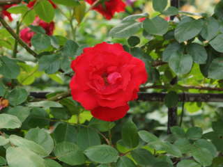 �h���t�@���i�c���o���j