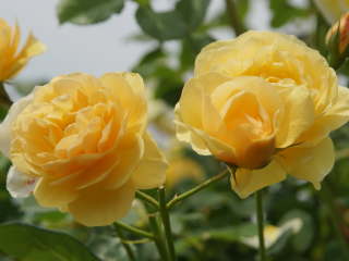 �O���n���g�[�}�X�i�o���j