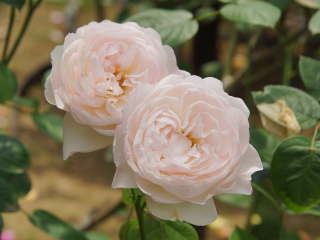 �W�F���g���E�n�[�}�C�I�j�[�i�o���j