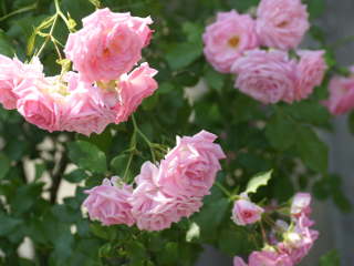 �����f���X�]�[���i�o���j