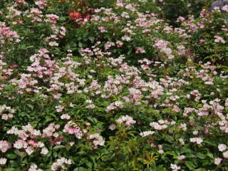 �o�����[�i�i�o���j