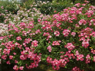 ���[�c�@���g�i�o���j