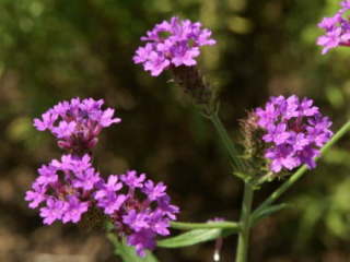 �o�[�x�i�E���L�_