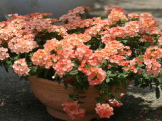 �o�[�x�i�E�G�X�e��