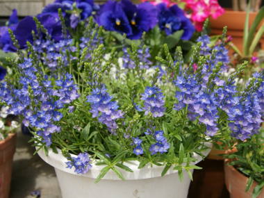 �x���j�J�i������j