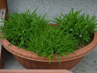 �r�X�J���A�i���A���ň�����t�̕c�j