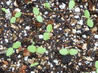 �r�X�J���A�i����j