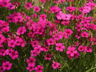 �r�X�J���A�i�s���N�j