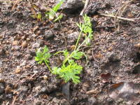 �A���t���i�z���C�g���[�X�t�����[�j