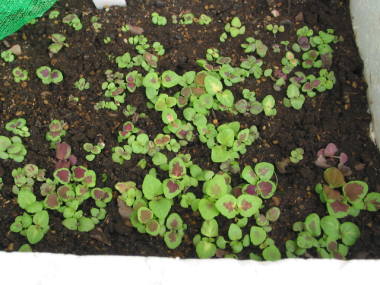 �R���E�X�̎�܂�