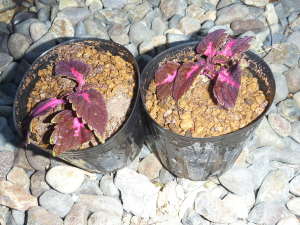 �R���E�X�̑}����