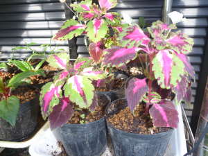 �R���E�X�̕c