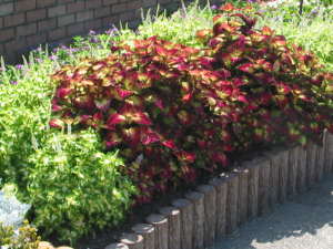 �Ԓd�̃R���E�X