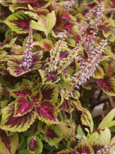 �R���E�X�̉�