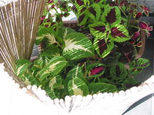 �R���E�X���X�_���œ��悯