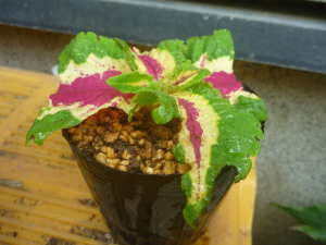 �R���E�X�̑}����