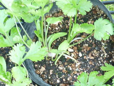 �R���A���_�[�̎�t