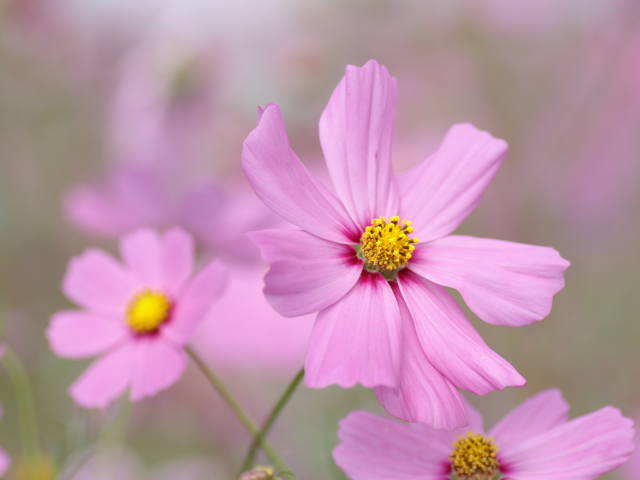 �R�X���X�i�Z�����F�j