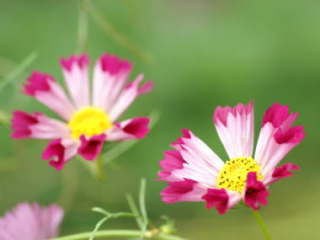 �V�[�V�F���i�R�X���X�j