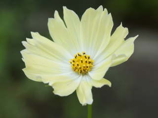 �C�G���[�K�[�f���i�R�X���X�j