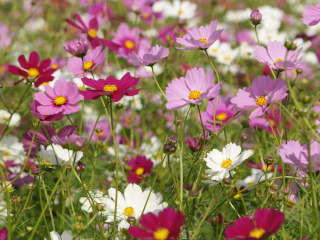 �Z���Z�[�V�����i�R�X���X�j