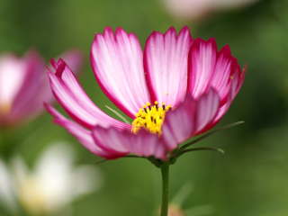 �s�R�e�B�i�R�X���X�j