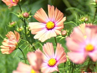 �I�����W�L�����p�X�i�R�X���X�j