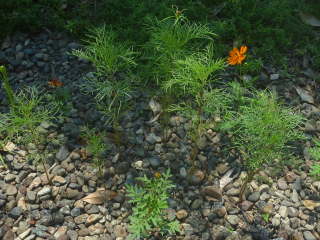 �R�X���X�̂��ڂ��