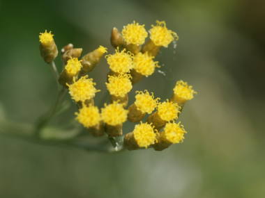 �J���[�v�����g�̉�