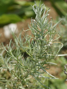 �J���[�v�����g�̗t