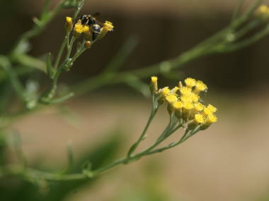 �J���[�v�����g�̉�