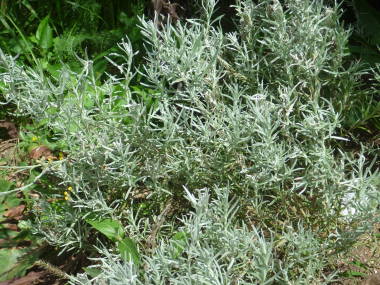 �J���[�v�����g�̑S��