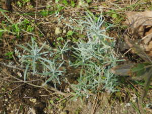 �J���[�v�����g�̊��荞��