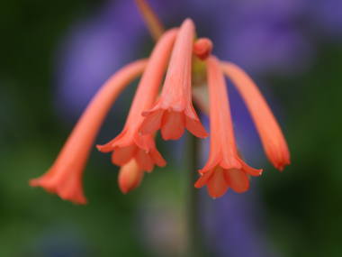 �L���^���T�X