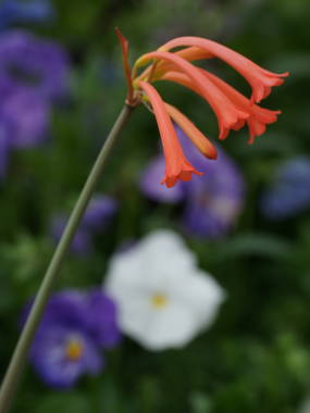 �L���^���T�X