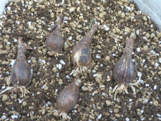 �L���^���T�X�E�p���r�t�����X�̋���