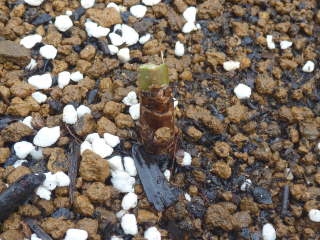 �L���^���T�X�E�p���r�t�����X�̐A���t��