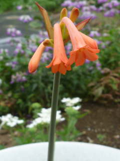 �L���^���T�X�E�p���r�t�����X�̊J��