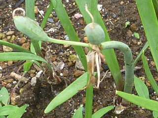 �L���^���T�X�̎�