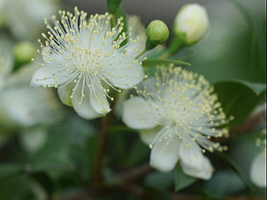 �M���o�C�J