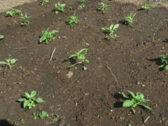 �A���t���i�S�f�`�A�j